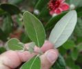 feijoa